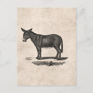 Donkey Illustration - Donkeys 1800 Briefkaart