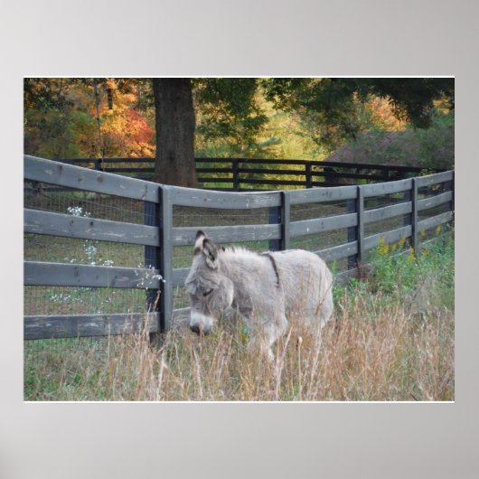 Donkey in een Autumn Field Briefkaart Poster (Voorkant)