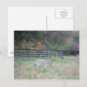 Donkey in een Herfst herfst veld. Briefkaart (Voorkant / Achterkant)