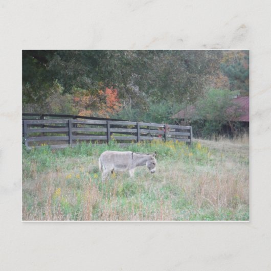 Donkey in een Herfst herfst veld. Briefkaart (Voorkant)