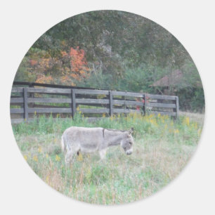 Donkey in een Herfst herfst veld. Ronde Sticker