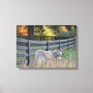 Donkey in een herfst veld canvas afdruk
