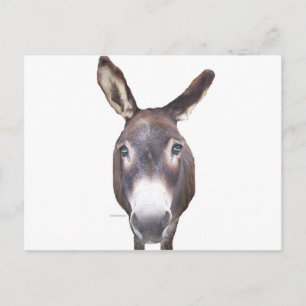 Donkey in je gezicht briefkaart