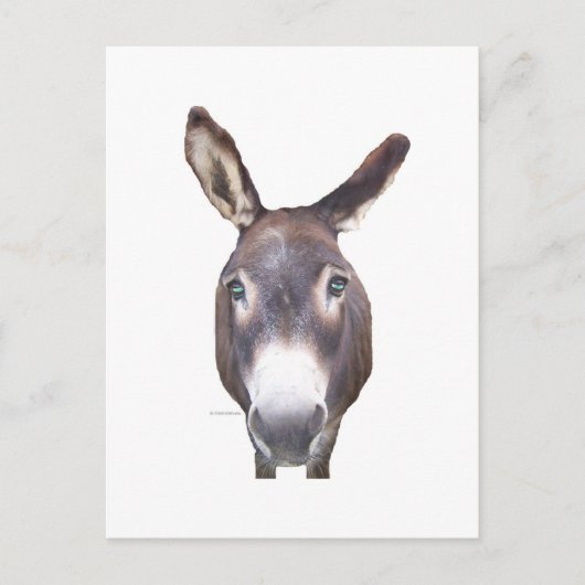Donkey in je gezicht briefkaart (Voorkant)
