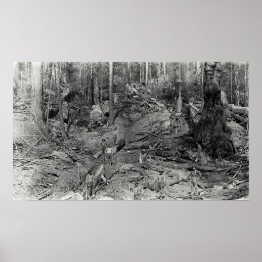 DONKEY LOGGING EEN HILLSIDE c. 1880 Poster (Voorkant)