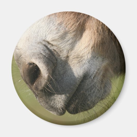 Donkey Magneet (Voorkant)