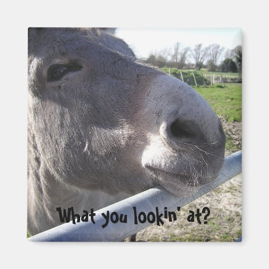 Donkey Magnet Magneet (Voorkant)