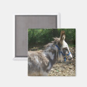 Donkey Magnet Magneet (Voorkant / Achterkant)