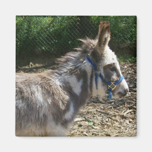 Donkey Magnet Magneet