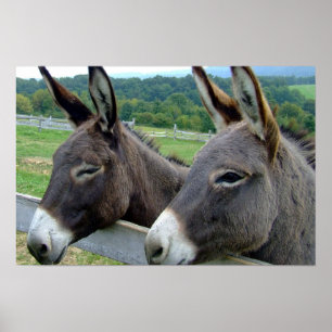 Donkey Mule Boerderij Animal Country Destiny Poster