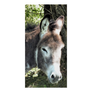DONKEY PERFECT POSTER