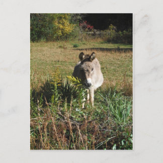 Donkey Picking Yellow Autumn Wildbloemen Briefkaart