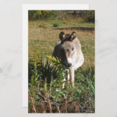 Donkey Picking Yellow Autumn Wildbloemen Briefpapier (Voorkant / Achterkant)