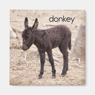 Donkey Refkoelkast Magnet Magneet