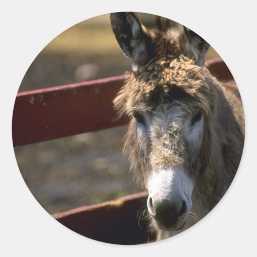Donkey Ronde Sticker (Voorkant)