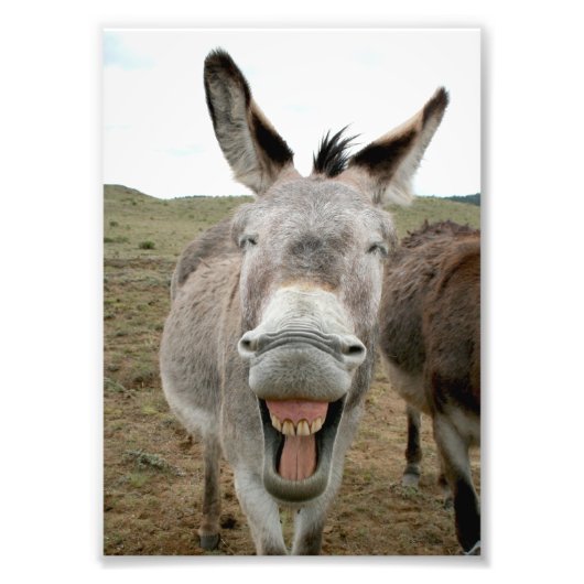 Donkey Smile Foto Afdruk (Voorkant)