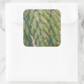 Donkey Tail Succulent Vierkante Sticker (Tas)