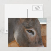 Donkey Thghts Farm Animal Photo Carte Postale (Devant / Derrière)