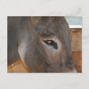 Donkey Thghts Farm Animal Photo Carte Postale