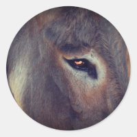 Donkey Thoughts Animal