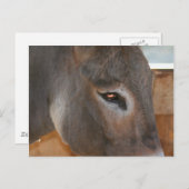 Donkey Thoughts Boerderij Dierfoto Briefkaart (Voorkant / Achterkant)