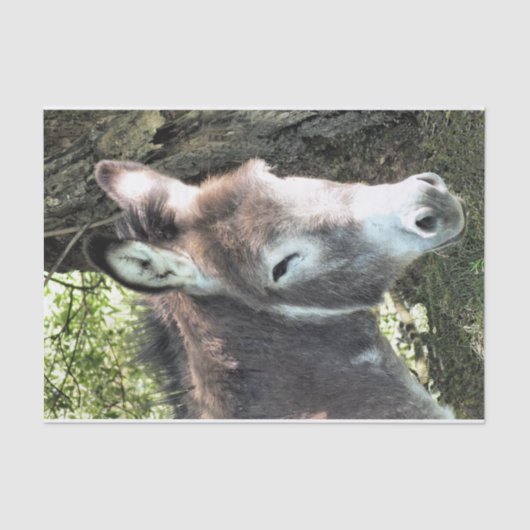 DONKEY TISSUEPAPIER (Voorkant)