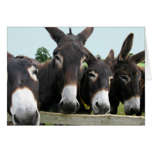 Donkeys