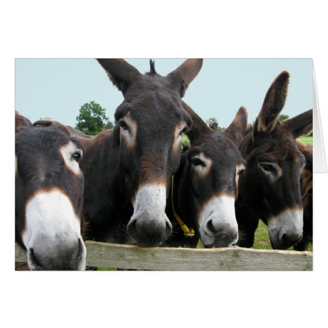 Donkeys (Voorkant Horizontaal)