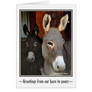 Donkeys