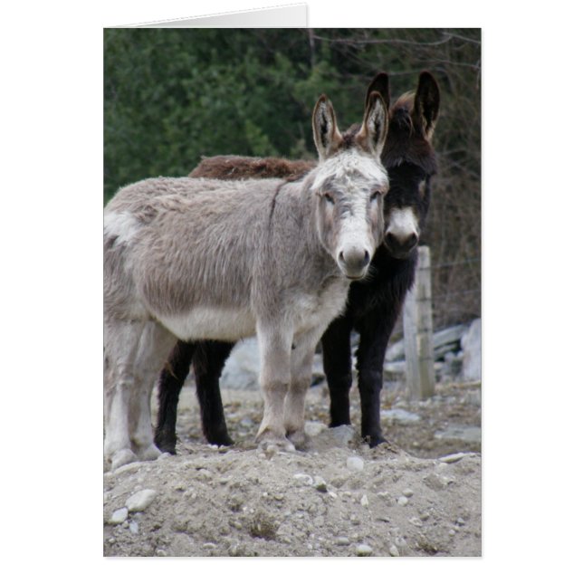 Donkeys (Voorkant)