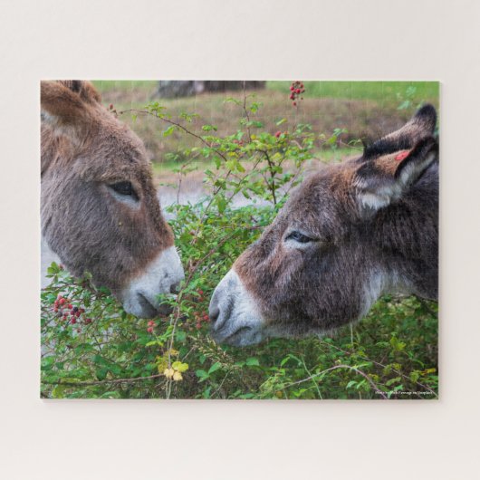 Donkeys, 520pcs legpuzzel (Horizontaal)