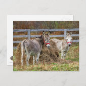 Donkeys Briefkaart (Voorkant / Achterkant)