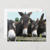 Donkeys Briefkaart (Voorkant / Achterkant)
