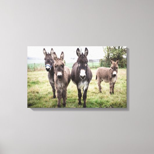 Donkeys Canvas Afdruk (Voorkant)