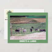 DONKEYS EN LLAMAS BRIEFKAART (Voorkant / Achterkant)