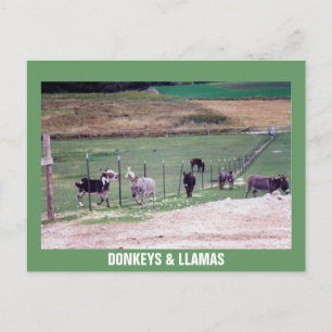 DONKEYS EN LLAMAS BRIEFKAART