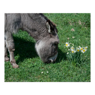 Donkeys eten geen Wilde Daffodils Perfect Poster