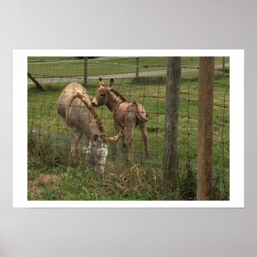 Donkeys Foto Poster (Voorkant)