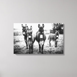 Donkeys in a Field Canvas Afdruk