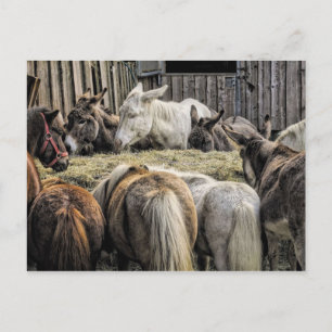 Donkey's van de rondetafelconferentie briefkaart