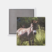 Donkoenen in pasta magneet (Voorkant / Achterkant)