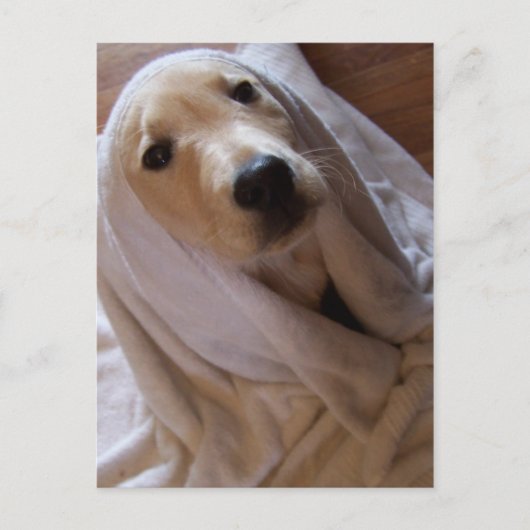 données dans la carte postale serviette (Devant)