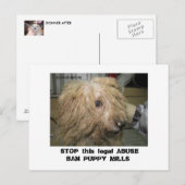 DonnerBichon12-10-08 (42), STOP deze wettelijke AB Briefkaart (Voorkant / Achterkant)