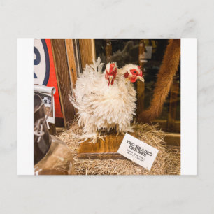 Donzige Witte Kip Taxidermie Wonderlijkheid Uitsta Briefkaart