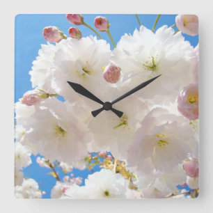 Donzige Witte Roze Lente Bloem Boom Bloesem klok