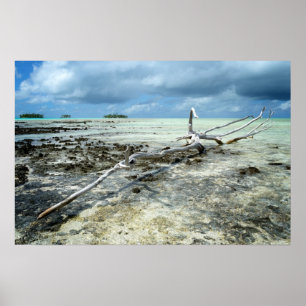 Dood hout op de Pacific poster