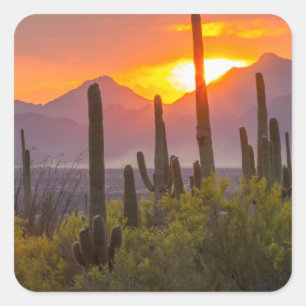 Doodcactus sunset, Arizona Vierkante Sticker