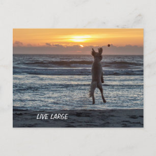 DoodDays Comics Live Grande carte postale