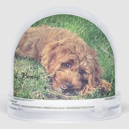 Doodle doré mignon (Arrière)