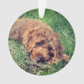 Doodle doré mignon (devant)